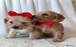 Maltipoo dogs for sale: F1 beautiful maltipoo baby’s 🩵🩷 - Image 3