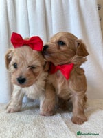 Maltipoo dogs - Advert 9