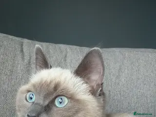 Ragdoll cats Bella - Advert 1