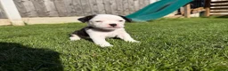 Mixed Breed dogs for sale: Fluffy french cross jack  - Advert 3