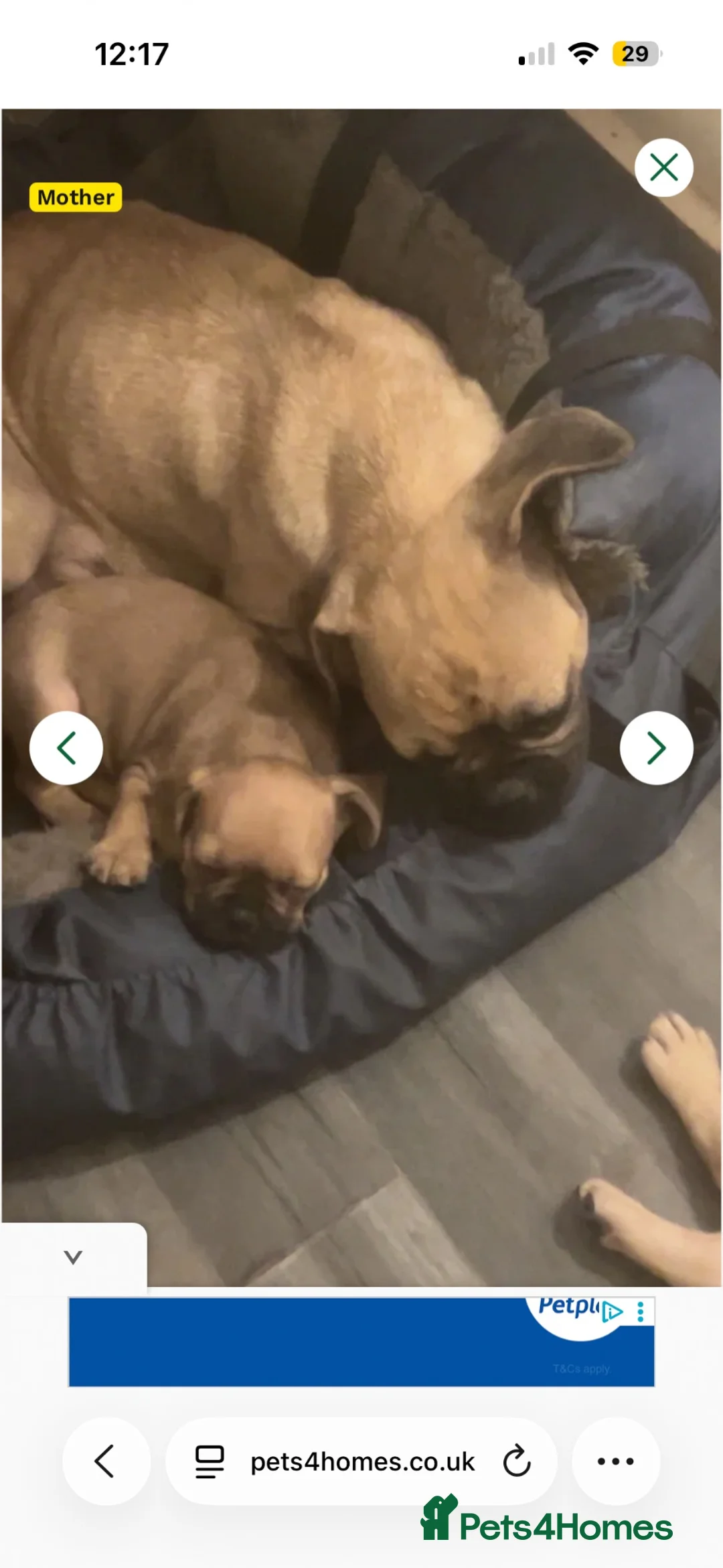 Frug dogs for sale: French Bull dog cross pugalier  - Advert 2