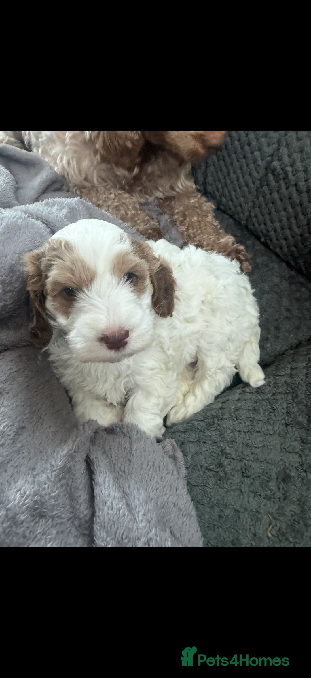Cockapoo dogs for sale: 4 Adorable F2 Cockapoo puppies - 2 REMAINING! - Advert 10