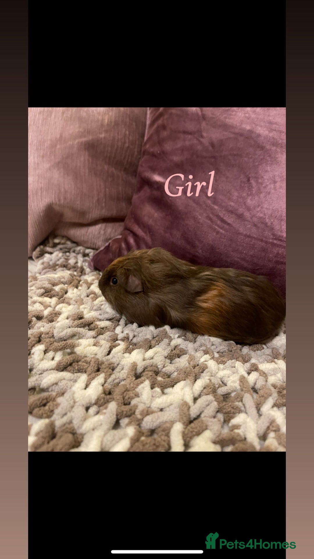 Guinea Pig rodents for sale: Guinea pigs for sale  - Advert 5
