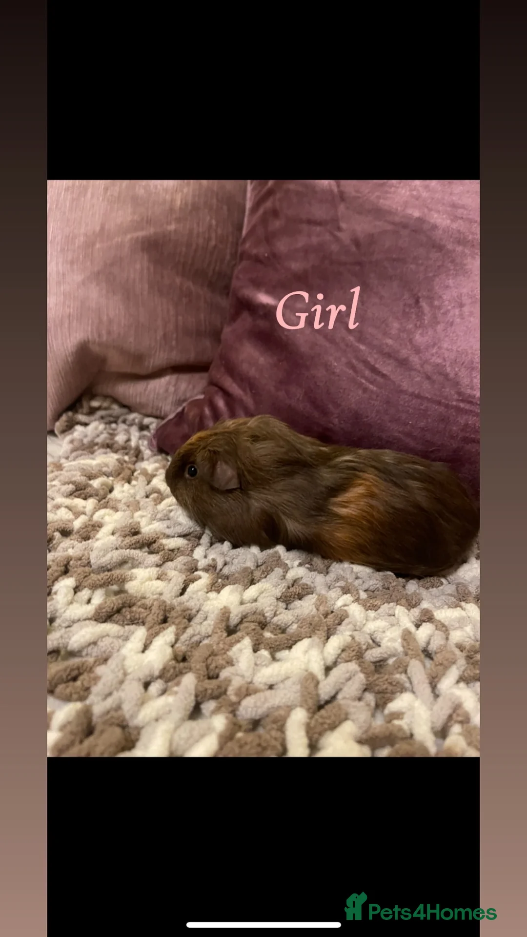 Guinea Pig rodents for sale: Guinea pigs for sale  - Advert 5
