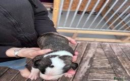 Lurcher dogs for sale: Whippet/greyhound/bull X greyhound/whippet/collieX - Image 7