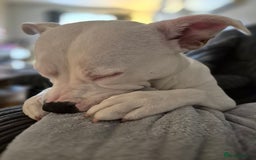 Staffordshire Bull Terrier dogs for sale: Arla  - Image 1