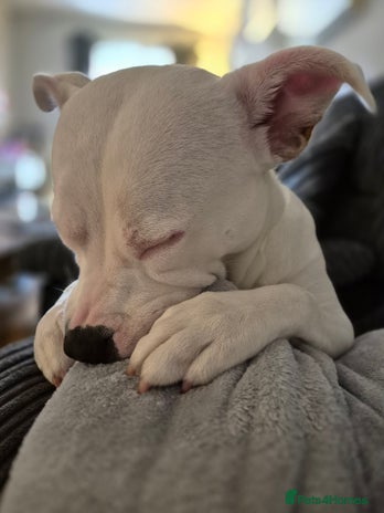 Staffordshire Bull Terrier dogs - Advert 1