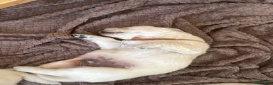 Golden Retriever brown collar