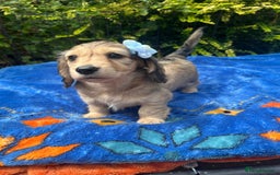 Miniature Dachshund dogs for sale: Beautiful KC mini L/h girls - Image 7