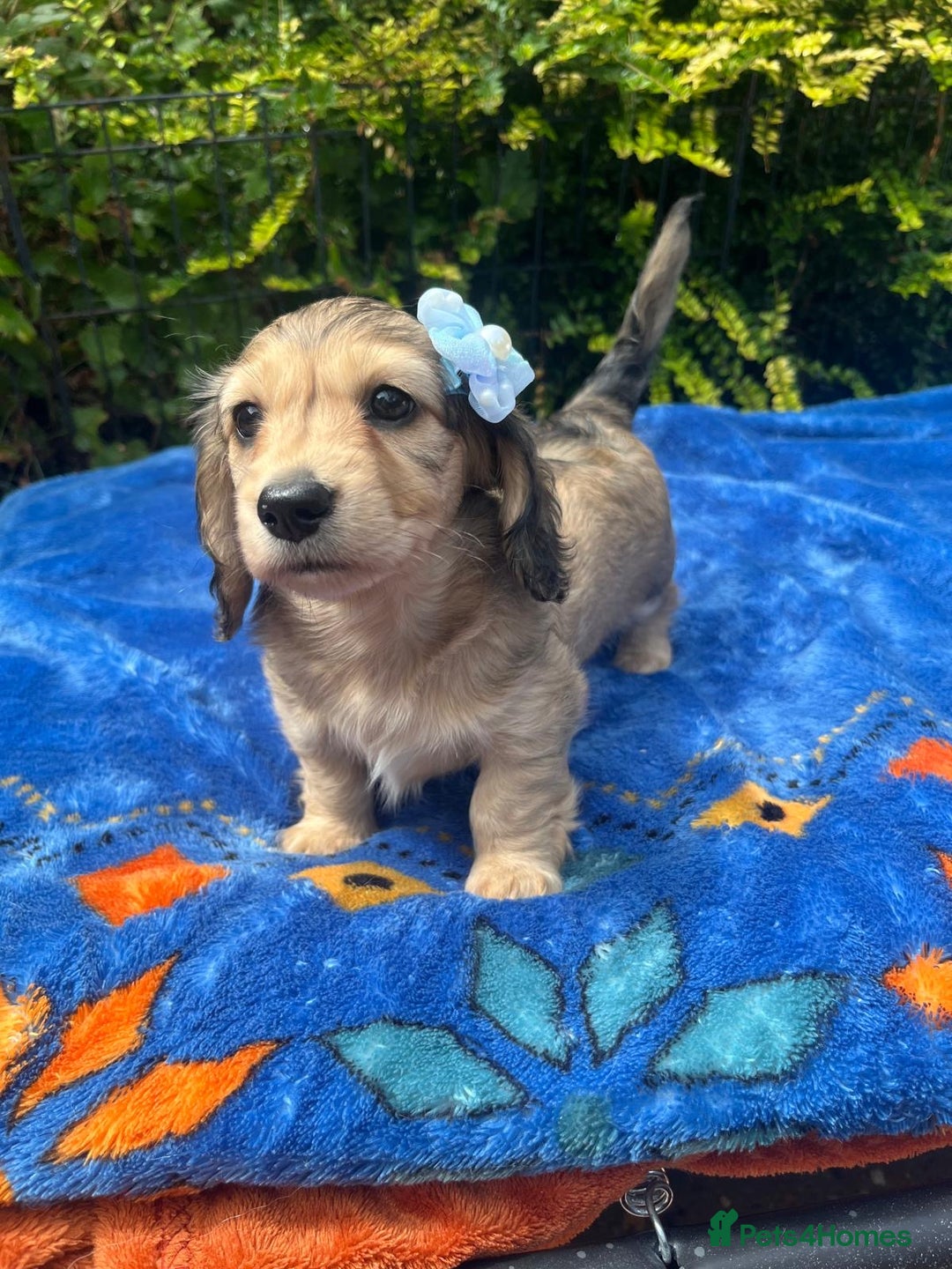 Miniature Dachshund dogs for sale: Beautiful KC mini L/h girls - Image 7