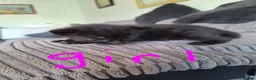 Mixed Breed cats for sale: Lovely mixed breed kittens  - Advert 6