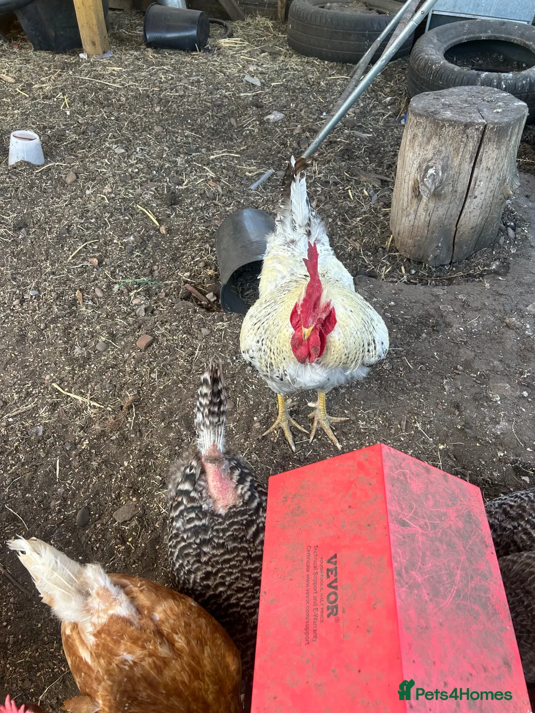 Chickens poultry for sale: Free cockerel - Advert 3