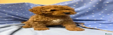 Cavapoo 3