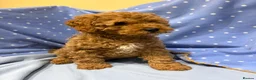 Cavapoo dogs for sale: FULLY HEALTH TESTED F1B RED AND GOLD CAVAPOOS - Advert 3