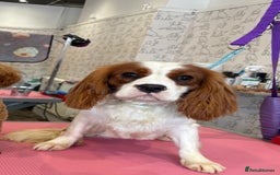 Cavapoo dogs for sale: ❤️ Deep Red Cavapoo Puppies ❤️ - Image 21