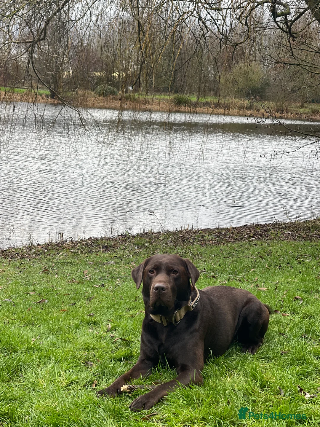 Labrador Retriever dogs for stud: Beautiful KC Reg Chocolate Lab  - Advert 4