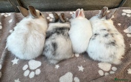 Netherland Dwarf rabbits for sale: Gorgeous Netherland dwarf bunnies  - Image 12