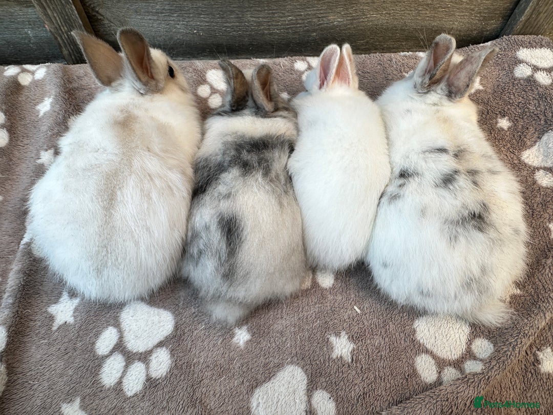 Netherland Dwarf rabbits for sale: Gorgeous Netherland dwarf bunnies  - Image 12