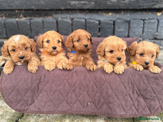 Cavapoo dogs - Advert 8