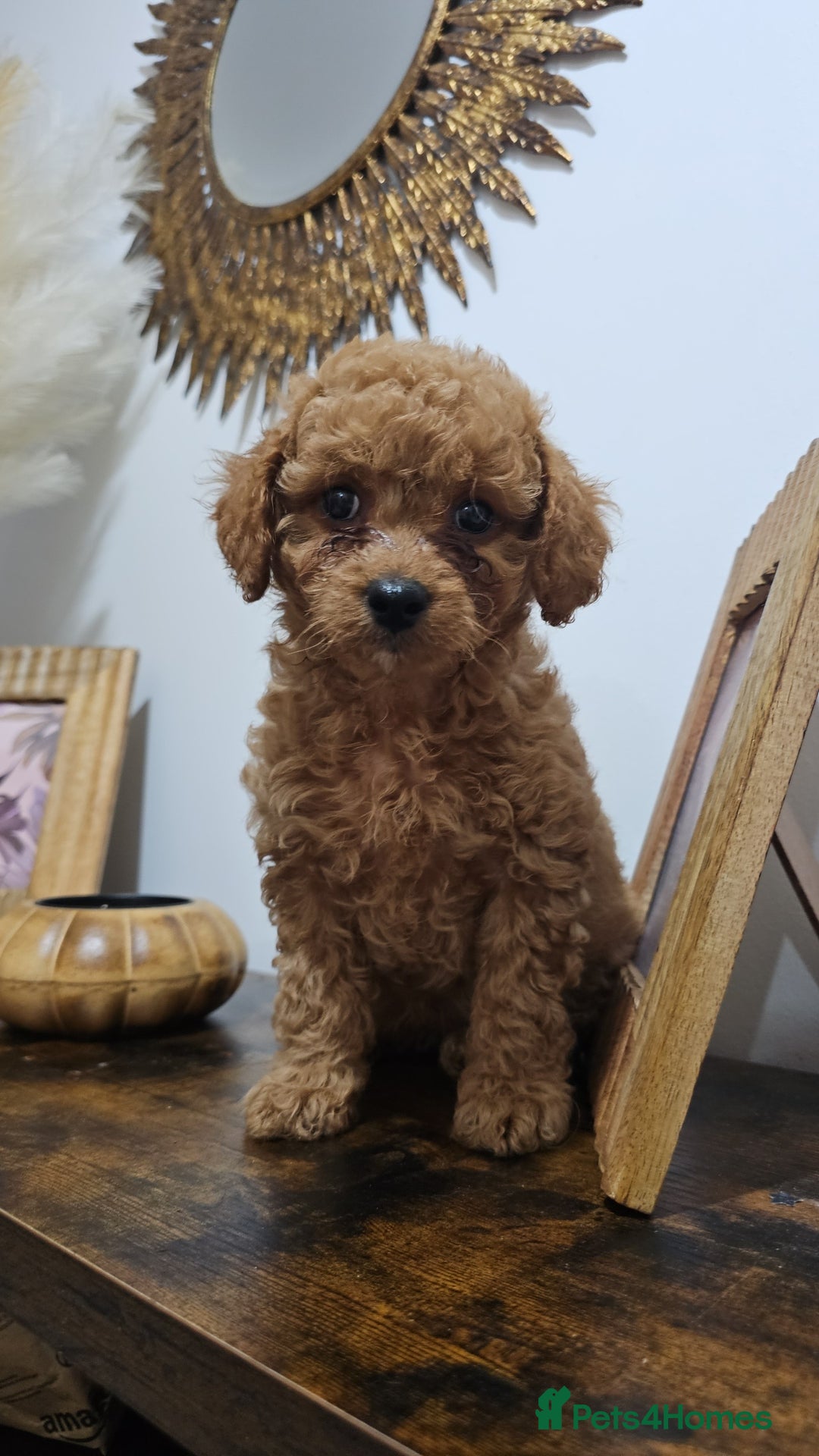 Cavapoo dogs for sale: Gorgeous Little Cavapoo Puppy  - Advert 4