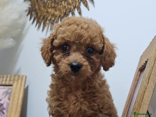 Cavapoo dogs Gorgeous Little Cavapoo Puppy - Advert 7
