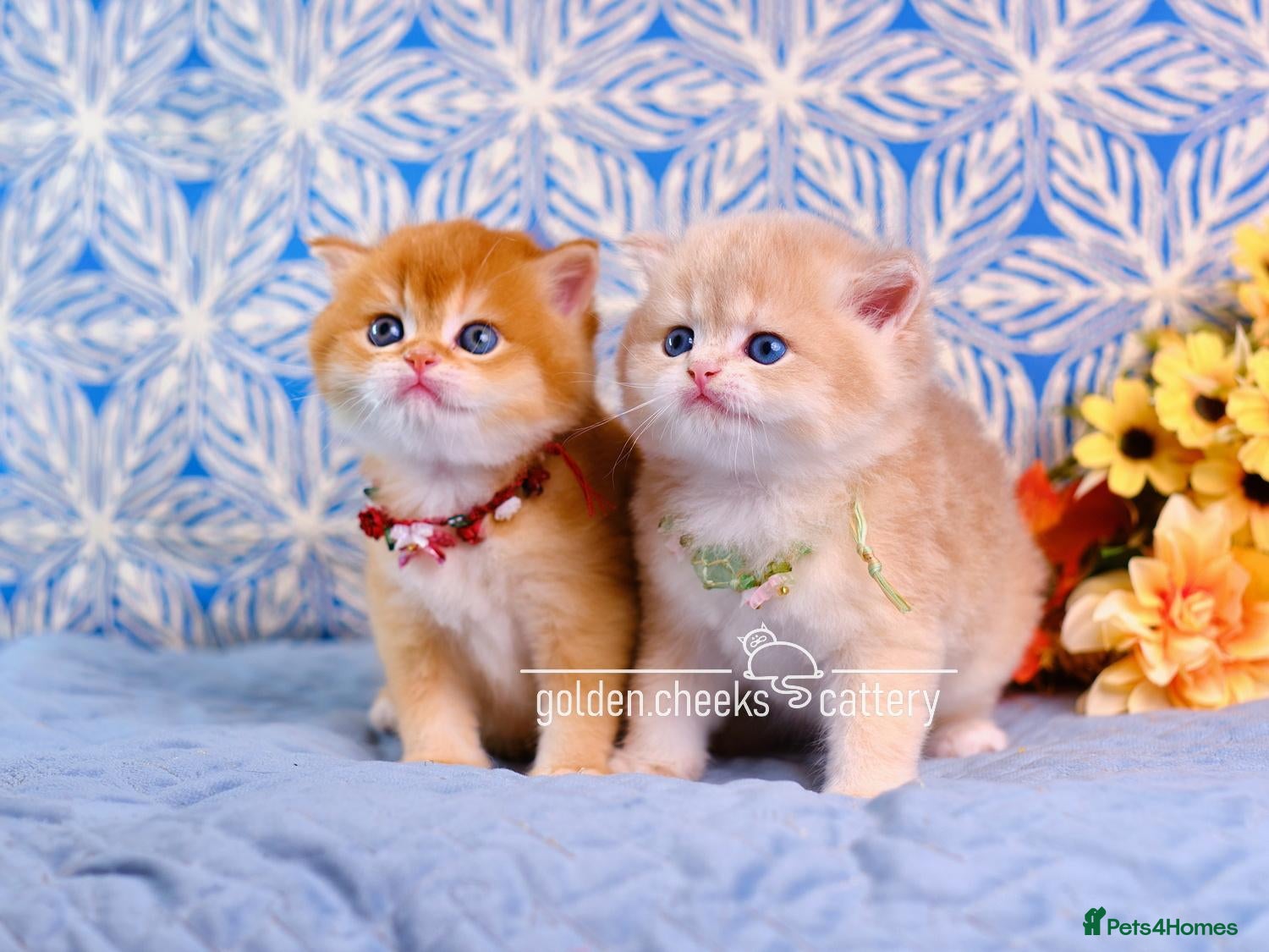 British Shorthair cats Exceptional Kittens from Outstanding Bloodlines  - Advert 1