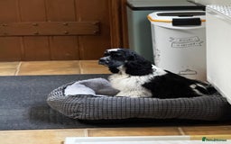 American Cocker Spaniel dogs for sale: American Cocker Spaniel Puppy - Advert 4