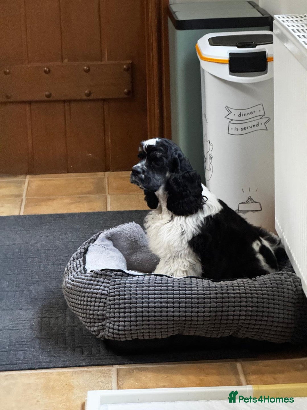 American Cocker Spaniel dogs for sale: American Cocker Spaniel Puppy - Advert 4