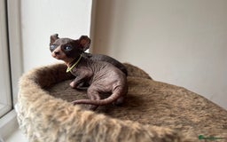 Sphynx cats for sale: Exquisite Sphynx Kittens - Image 3