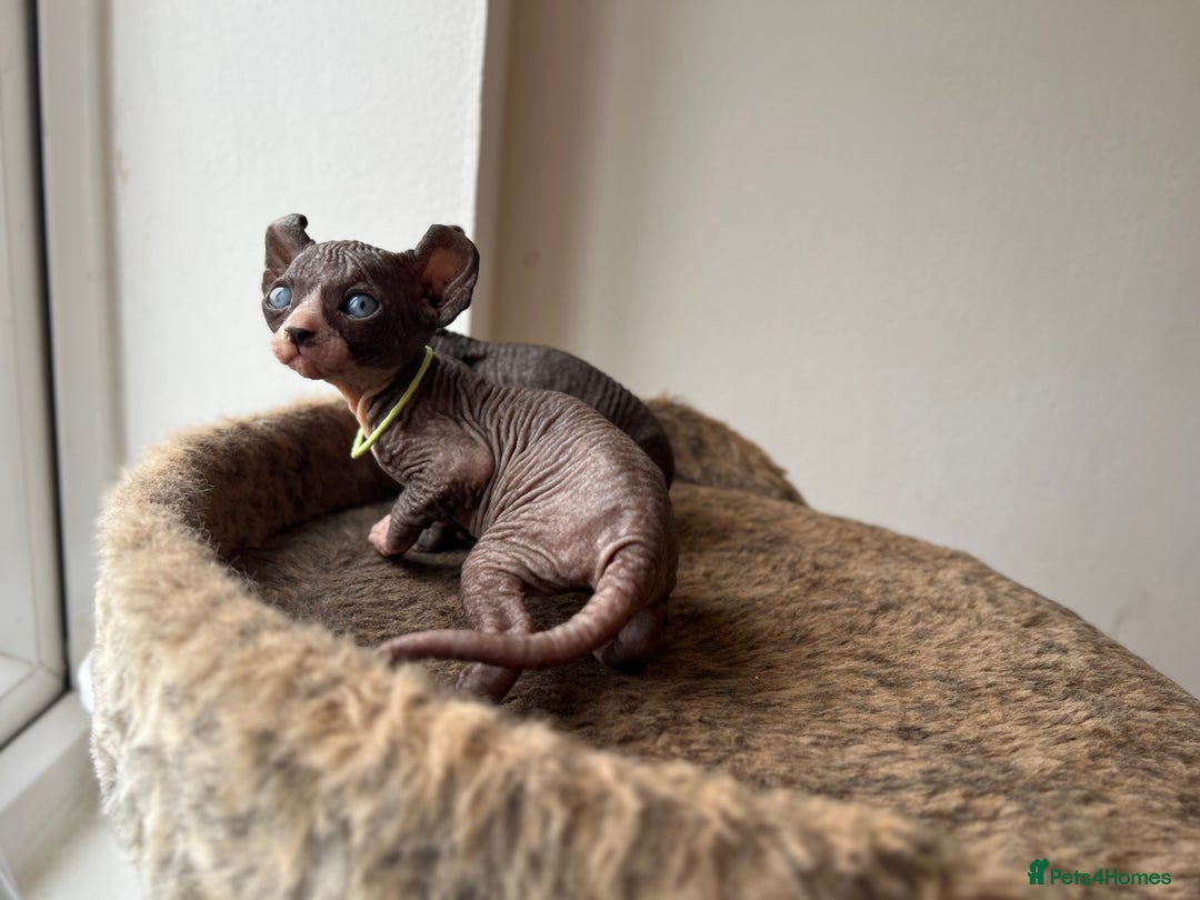 Sphynx cats for sale: Exquisite Sphynx Kittens - Image 3
