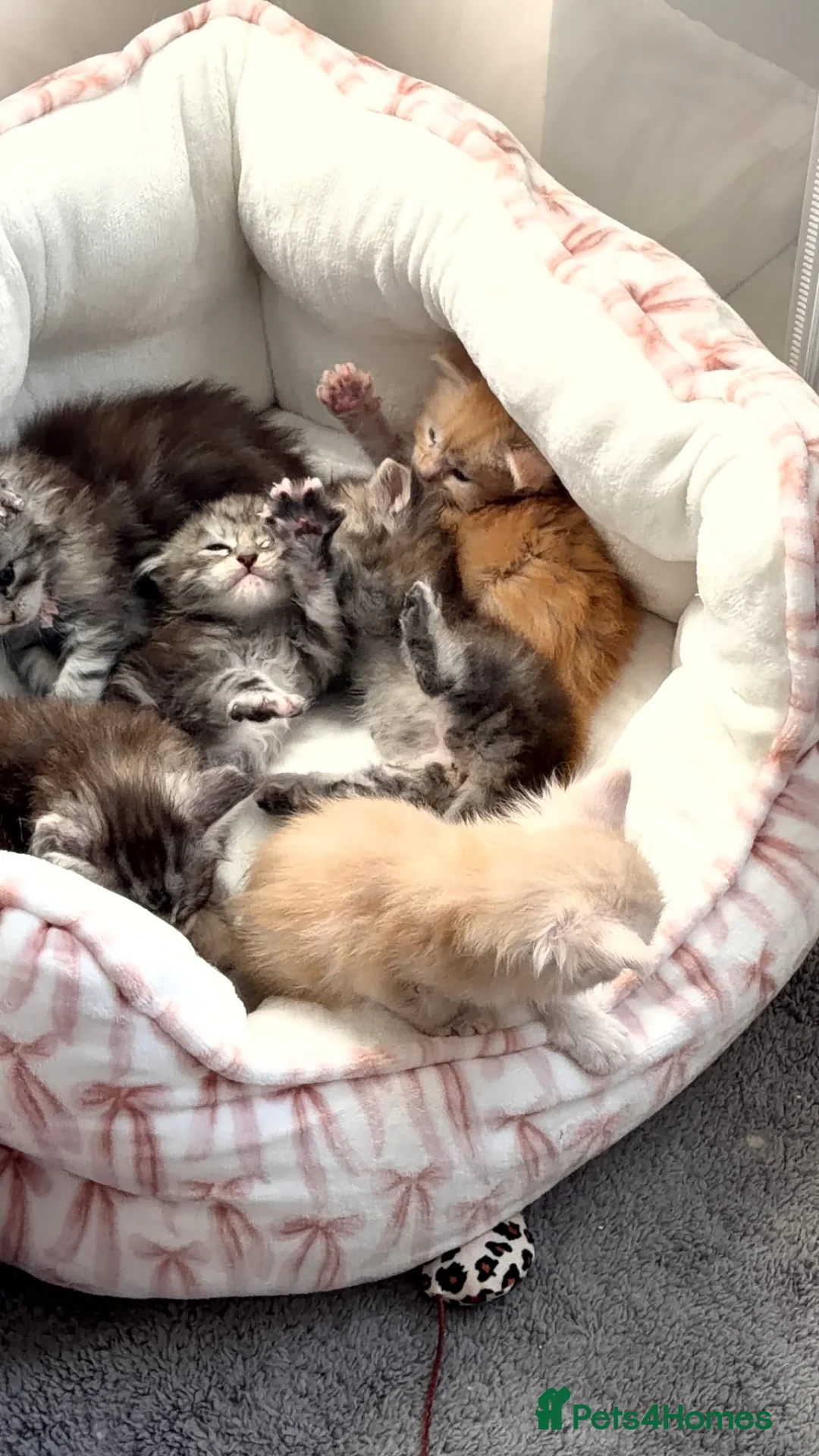 Maine Coon cats for sale: 6 loving kittens  in Swindon - Advert 2