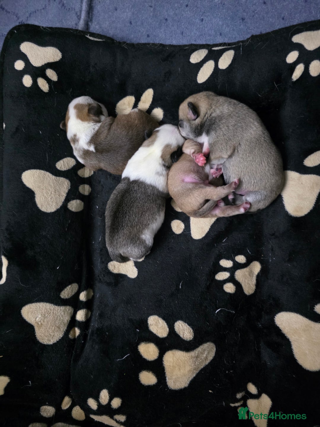 Pug dogs for sale: Kc registered rare colours  - Advert 9