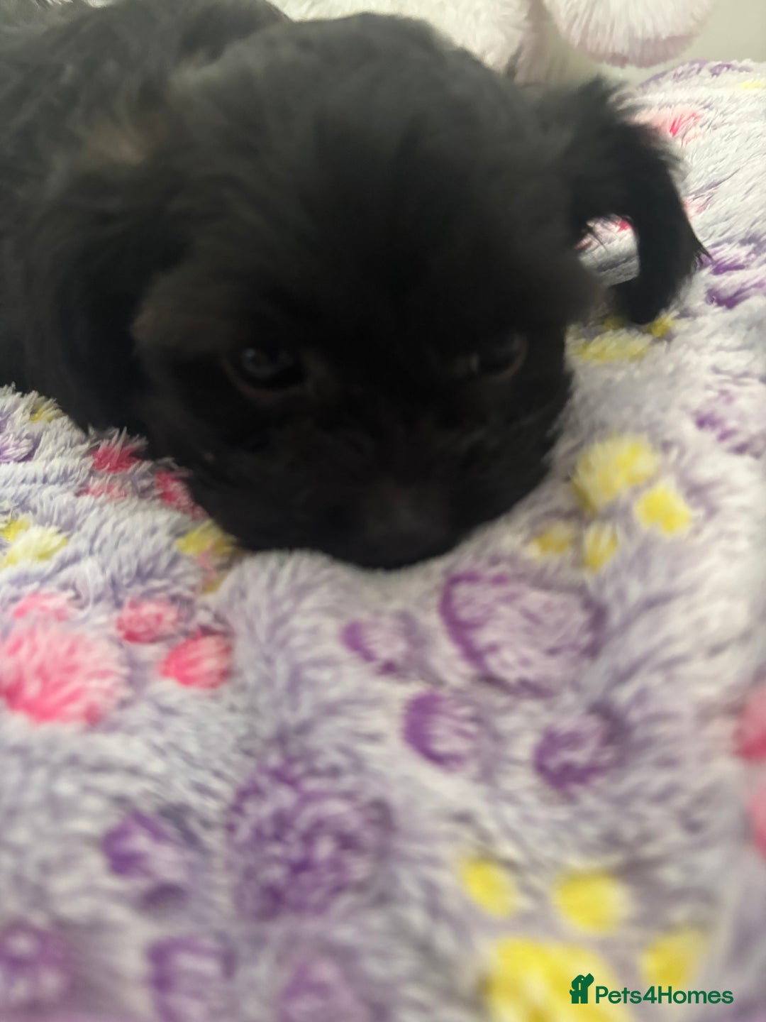 Mixed Breed dogs for sale: Shihpoo cross pups ready to leave  - Advert 6