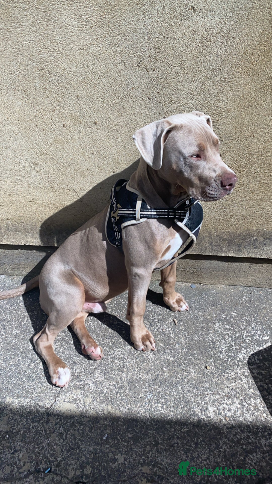 Mixed Breed dogs for sale: Bruno - Image 4