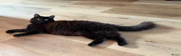 Mixed Breed cats for sale: Maine Coon Kittens  - Advert 8