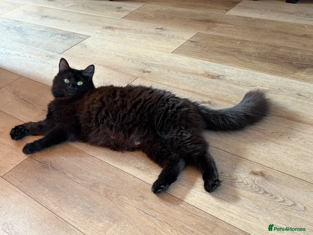 Mixed Breed cats for sale: Maine Coon Kittens  - Advert 8