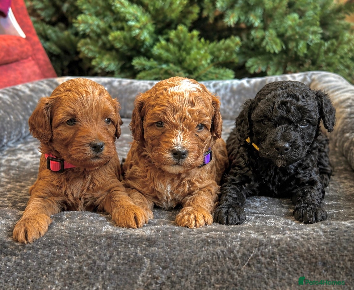 Lhasapoo dogs Lhasapoo Puppies - Advert 1