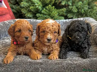 Lhasapoo dogs Lhasapoo Puppies - Advert 1