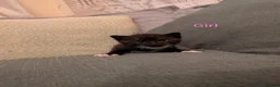 Mixed Breed cats for sale: 6 beautiful kittens looking for forever homes - Advert 4