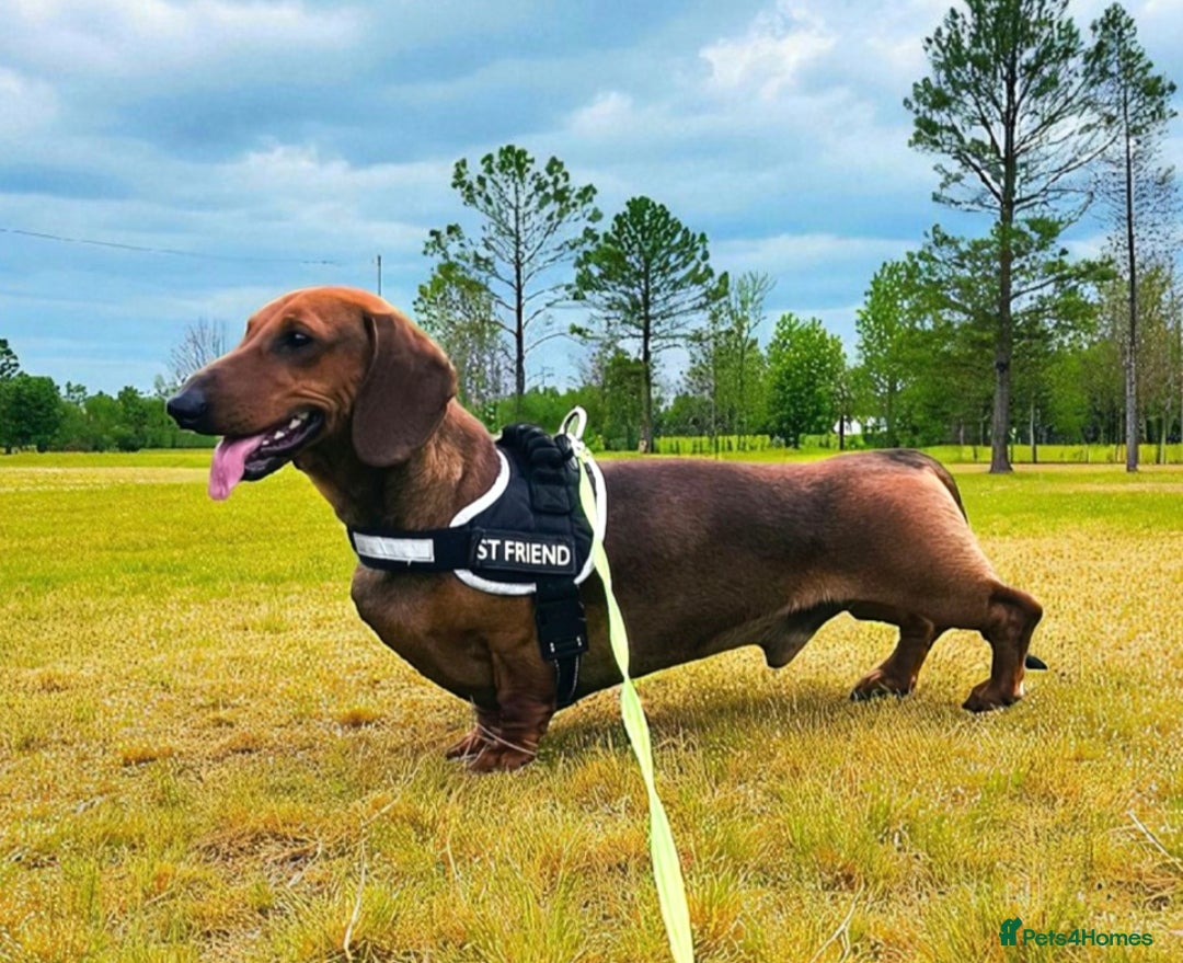 Dachshund dogs for sale: Champions Line/Show Quality Standard Dachshund - Advert 31