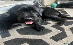 Mixed Breed dogs for sale: Cane corso cross giant schnauzer  - Image 7