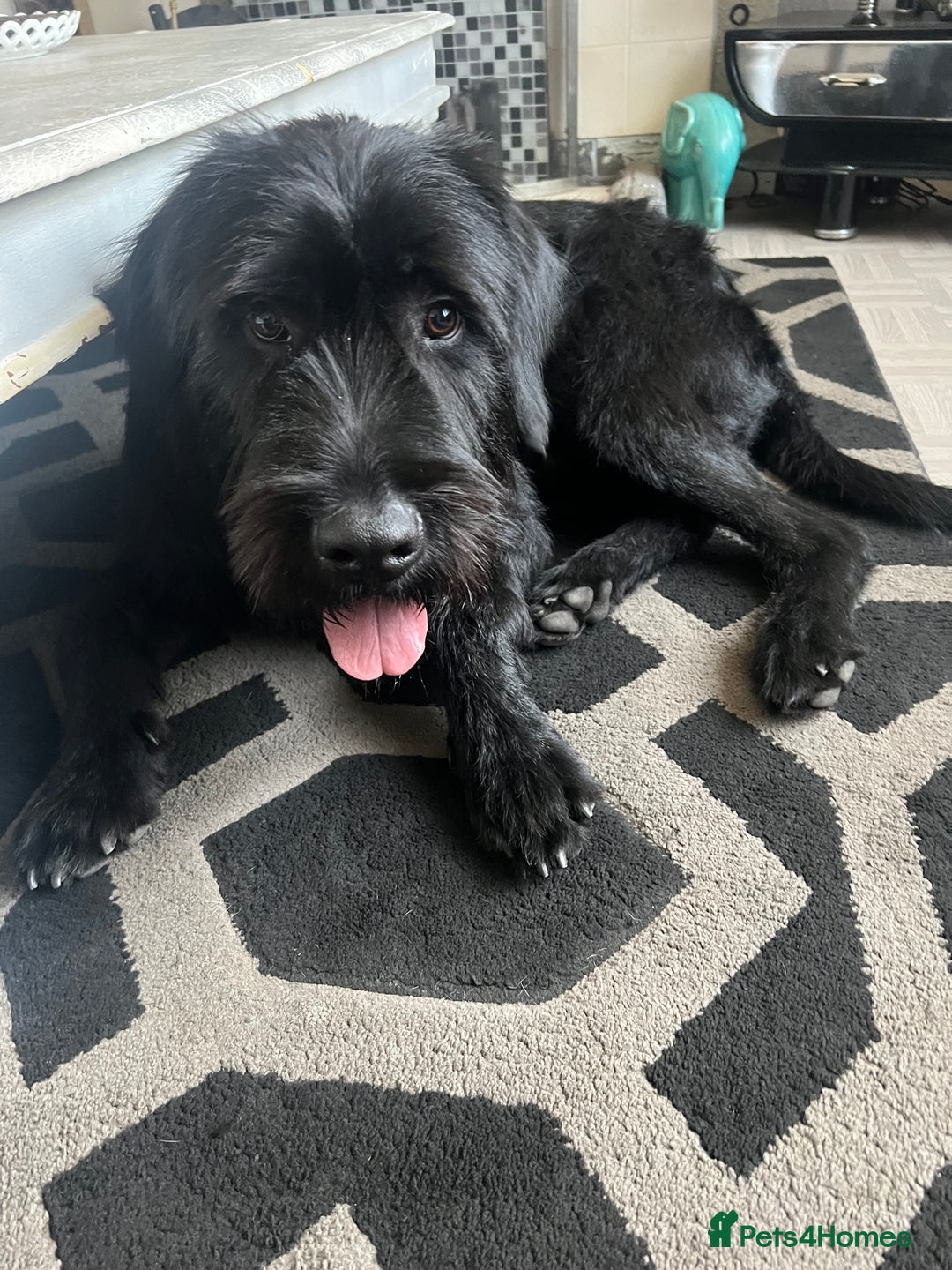 Mixed Breed dogs for sale: Cane corso cross giant schnauzer  - Image 7