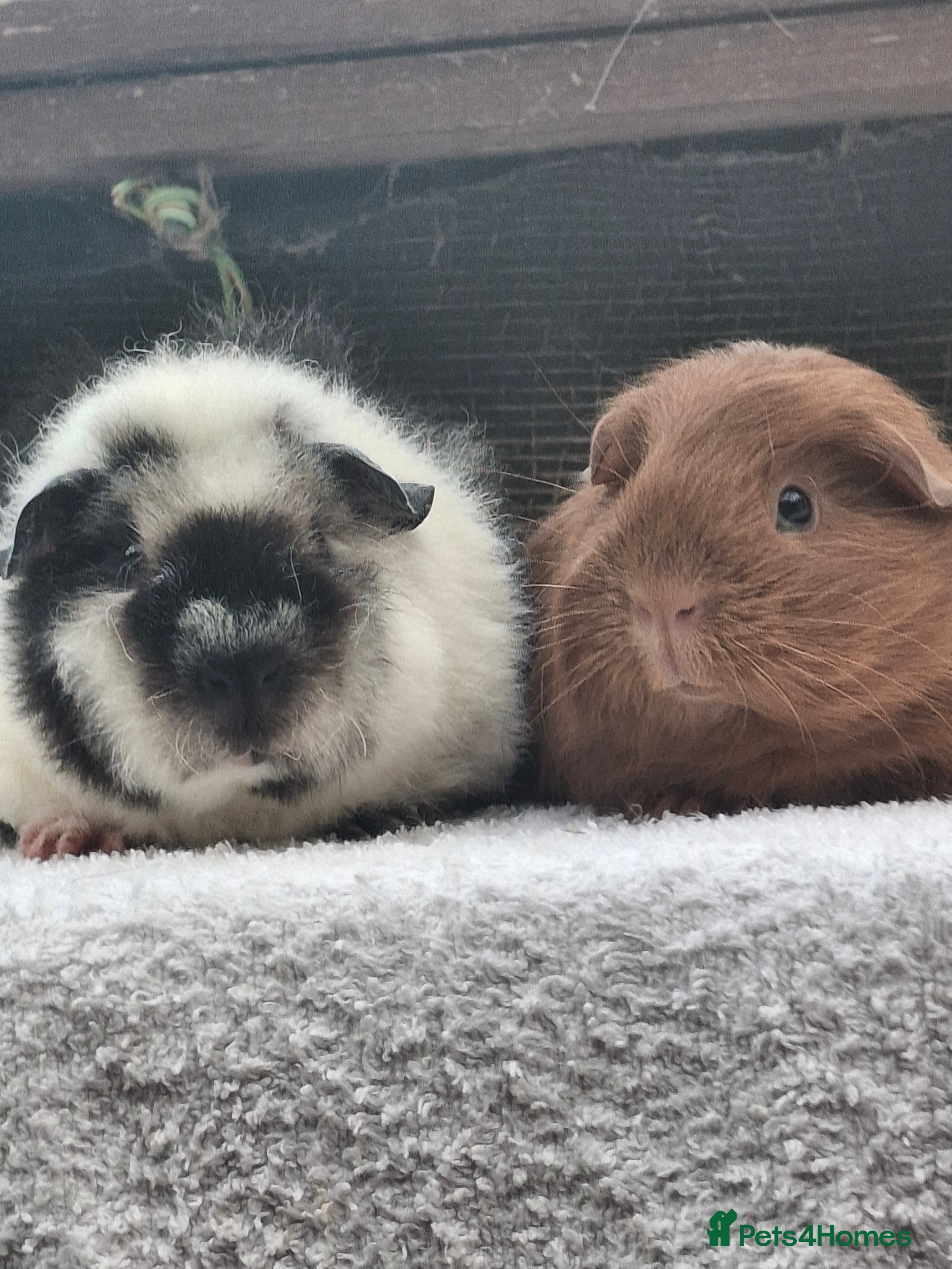 Guinea Pig rodents Baby Male and Female  Guineapigs  - Advert 10