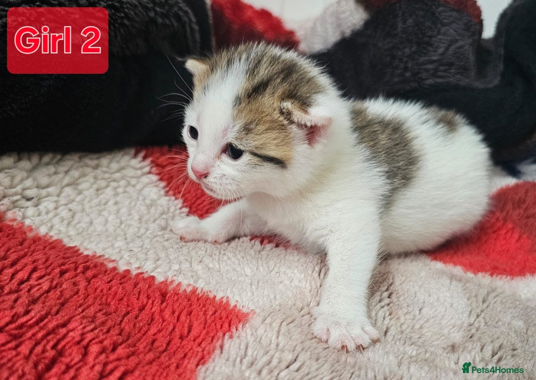 Mixed Breed cats for sale:  Kittens😹🐱😻collection on August 24 and 31. - Image 4
