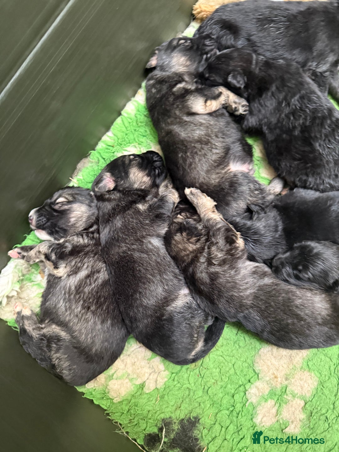 Mixed Breed dogs for sale: Ultimate Family Companion Dogs  - Image 6