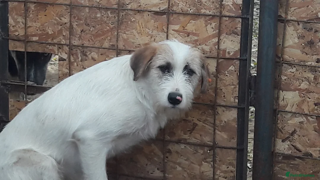 Mixed Breed dogs for adoption: Bonded Trio Seeking Sanctuary 🐾 - Advert 5