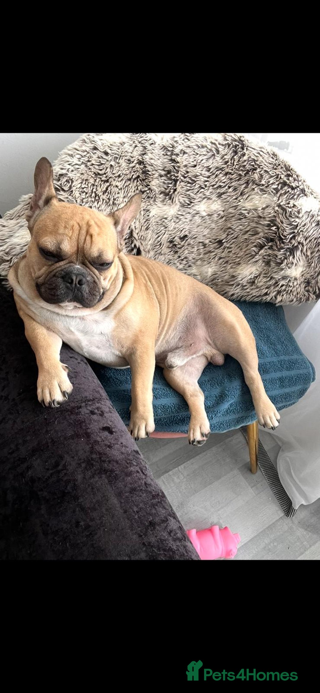 French Bulldog dogs for stud: Male French Bulldog  - Image 6