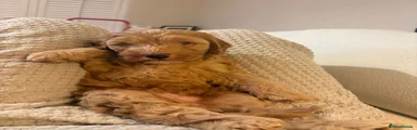 Cockapoo 1