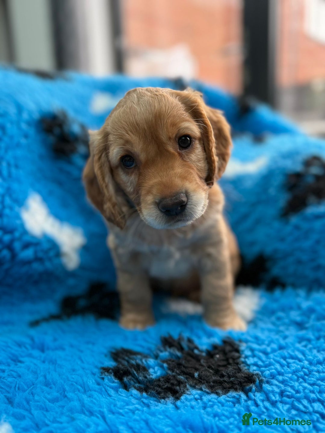 Cocker Spaniel dogs for sale: Gorgeous working cocker spaniels  - Image 6