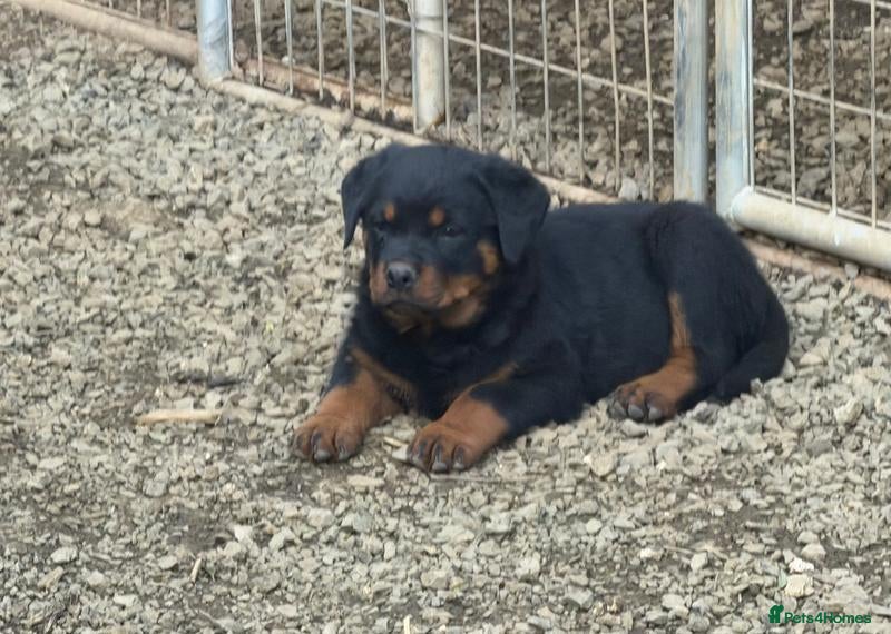 Rottweiler dogs 🎶Excellent top big 🧸bones quality pups🧸🧸 - Advert 16